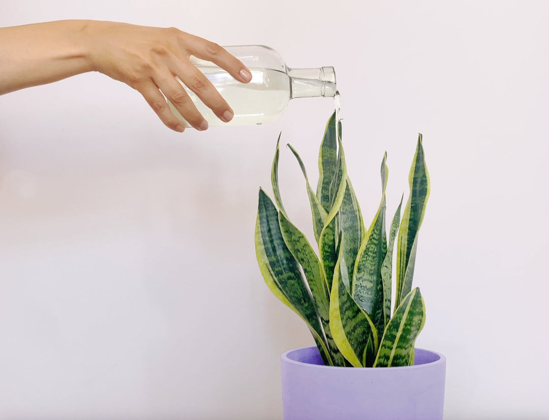 Hand gießt Pflanze mit Wasser